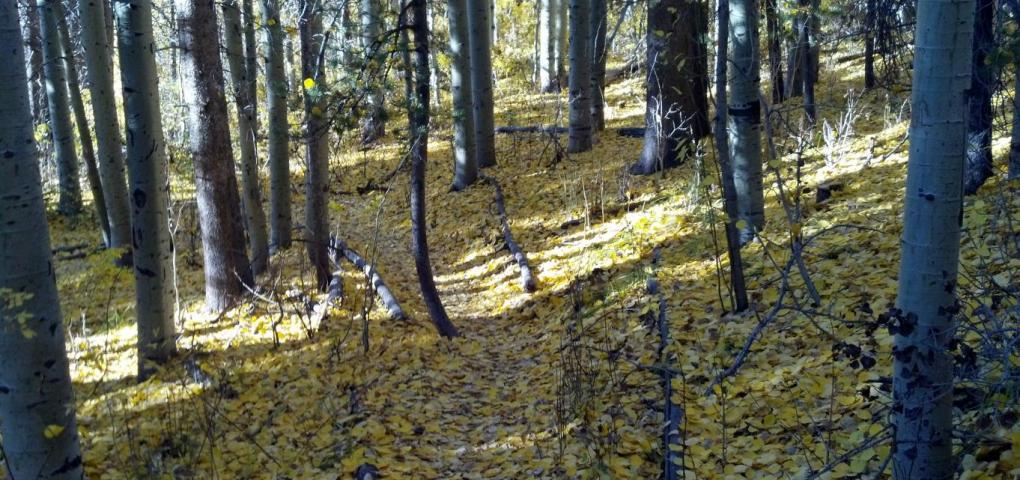 Leaves on the trail