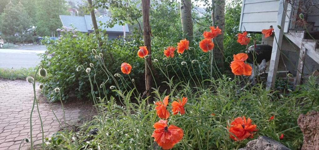 poppies